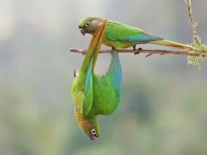 Eared: Maroon Bellied Parakeet Pyrrhura frontalis Atlantic