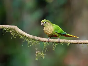 Eared: Maroon Bellied Parakeet Pyrrhura frontalis Atlantic