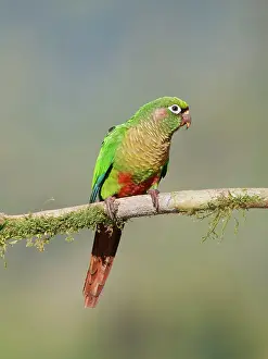 Eared: Maroon Bellied Parakeet Pyrrhura frontalis Atlantic