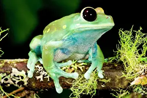 Treefrog: Maroon Big Eye Treefrog, Leptopelis uluguliensis