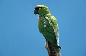 Pachyrhyncha: Maroon-fronted Parrot