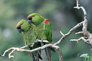 Pachyrhyncha: Maroon-fronted Parrot