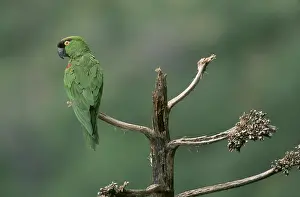 Pachyrhyncha: Maroon-fronted Parrot, Mexico