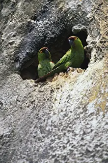 Themes: Maroon-Fronted Parrots