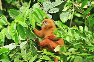 Rubicunda: Maroon Langur / Maroon Leaf Monkey / Red Leaf Monkey
