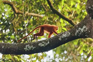 Sabah: maroon langur, maroon leaf monkey, or red leaf monkey
