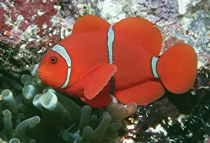 Premnas: Maroon / Spine-cheeked Clownfish / Anemone Fish