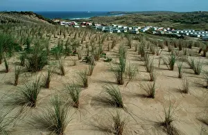 Ammophila: Marram or Beach grass - planted to stabilise sand dunes