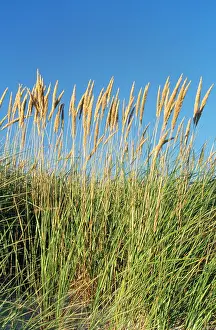 Ammophila: MARRAM GRASS