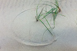 Ammophila: Marram Grass