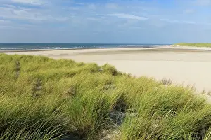 Ammophila: Marram Grass