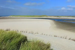 Ammophila: Marram Grass
