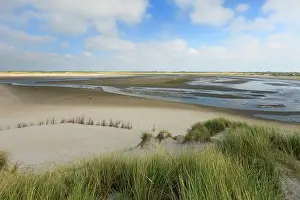 Ammophila: Marram Grass