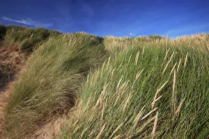 Ammophila: Marram Grass - on coastal sand dunes