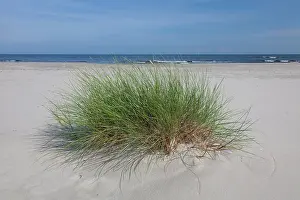 Ammophila: Marram Grass Marram Grass on sand dunes at summer Swede