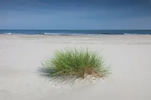 Ammophila: Marram Grass Marram Grass on sand dunes at summer Swede
