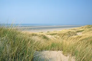 Marram: Marram Grass - & sand dunes