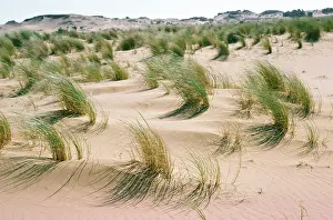 Ionian: Marram Grass - & sand dunes