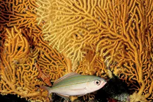 Fusiliers: MarrIs fusilier feeds on plankton and is usually