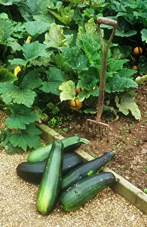 Marrow: Marrow