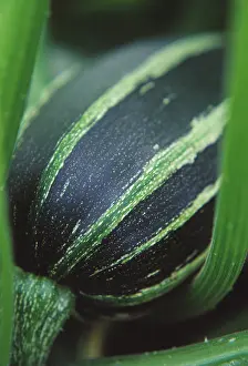Strengthen: Marrow