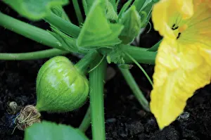 Sufficient: Marrow