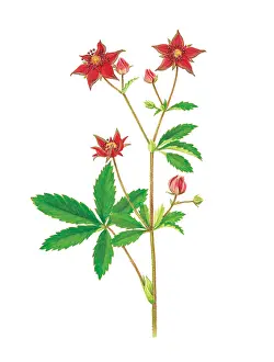 Potentilla: Marsh cinquefoil