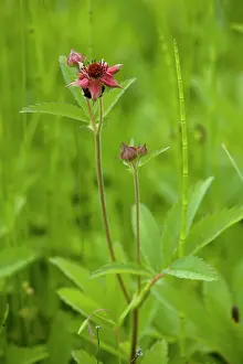 Potentilla: Marsh cinquefoil growing on bog surface; in flower