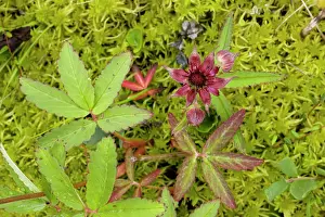 Potentilla: Marsh cinquefoil growing on bog surface; in flower