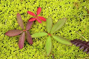 Cinquefoil: Marsh cinquefoil, growing on bog surface; leaves only