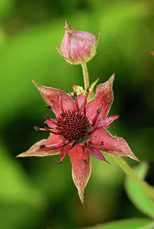 Cinquefoil: Marsh Cinquefoil Sumpf-Blutauge