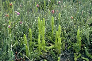 Clubmoss: Marsh Clubmoss