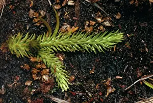 Heaths: MARSH CLUBMOSS