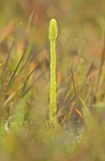 Fertile: Marsh Clubmoss with fertile fronds on wet peat Studland