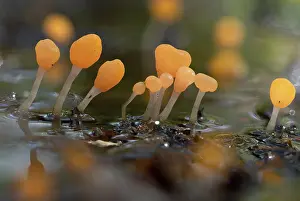 Paludosa: Marsh crested mushroom (Mitrula paludosa), several