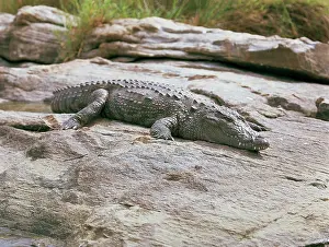 Mugger: Marsh Crocodile