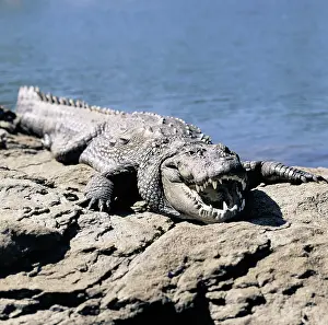 Iranian: Marsh Crocodile