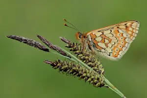 Fritillary: Marsh Fritillary