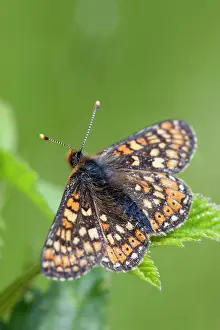 Euphydryas: Marsh Fritillary Butterfly