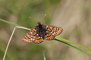 Euphydryas: Marsh Fritillary Butterfly