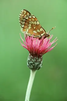 Fritillaries: Marsh Fritillary Butterfly