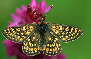 Euphydryas: Marsh FRITILLARY Butterfly - On early Marsh orchid