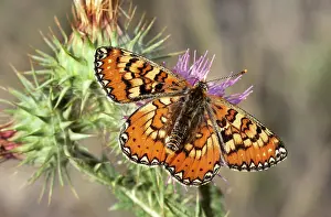 Euphydryas: Marsh Fritillary Butterfly - Spain