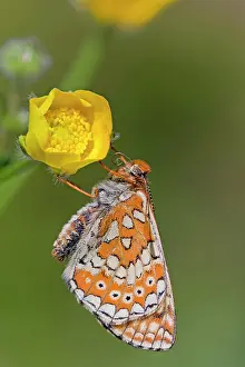 Fritillaries: Marsh Fritillary Butterfly - UK
