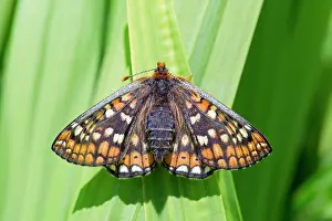 Fritillaries: Marsh Fritillary Butterfly - UK