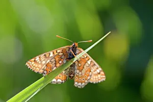 Fritillaries: Marsh Fritillary Butterfly - UK