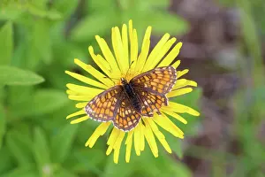 Fritillary: Marsh Fritillary - butterfly on yellow flower - Germany