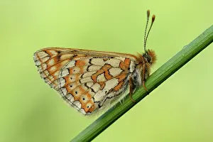 Fritillary: Marsh Fritillary (Euphydryas aurinia)