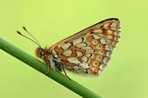 Fritillary: Marsh Fritillary (Euphydryas aurinia)