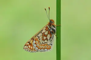 Fritillary: Marsh Fritillary (Euphydryas aurinia)